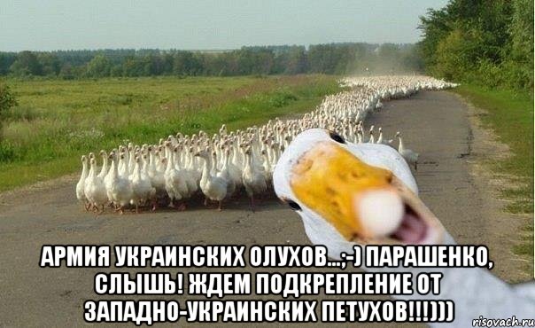  Армия украинских олухов...;-) Парашенко, слышь! Ждем подкрепление от западно-украинских петухов!!!))), Мем гуси