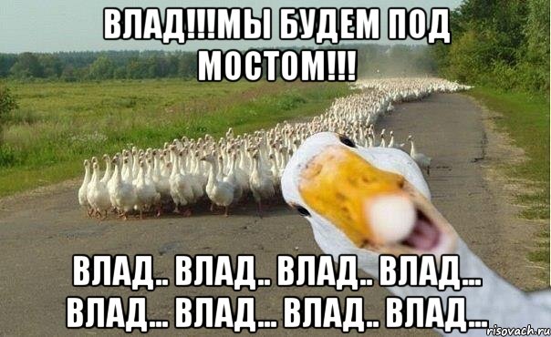 ВЛАД!!!МЫ БУДЕМ ПОД МОСТОМ!!! влад.. влад.. влад.. влад... влад... влад... влад.. влад..., Мем гуси