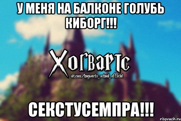 у меня на балконе голубь КИБОРГ!!! Секстусемпра!!!, Мем Хогвартс