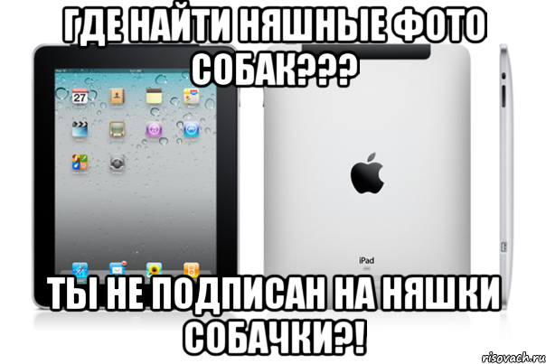 Где найти няшные фото собак??? Ты не подписан на Няшки собачки?!, Мем iPad