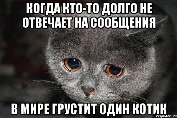 когда кто-то долго не отвечает на сообщения в мире грустит один котик, Мем  Грустный кот