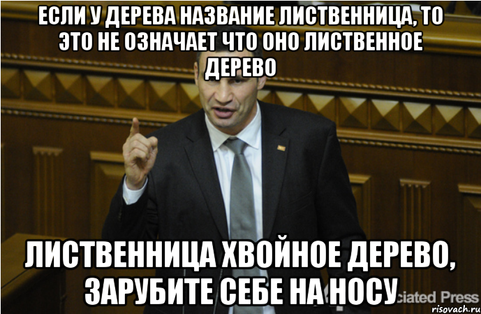 Если у дерева название лиственница, то это не означает что оно лиственное дерево Лиственница хвойное дерево, зарубите себе на носу, Мем кличко философ