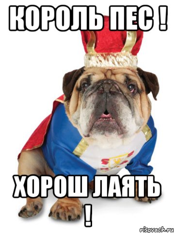 Король Пес ! Хорош лаять !