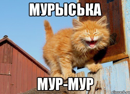 Мурыська Мур-мур, Мем кот