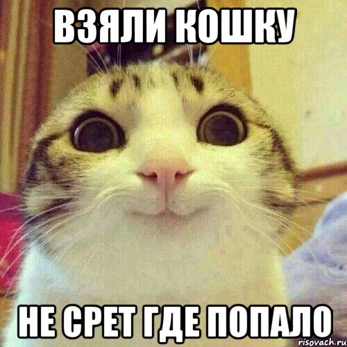 взяли кошку не срет где попало