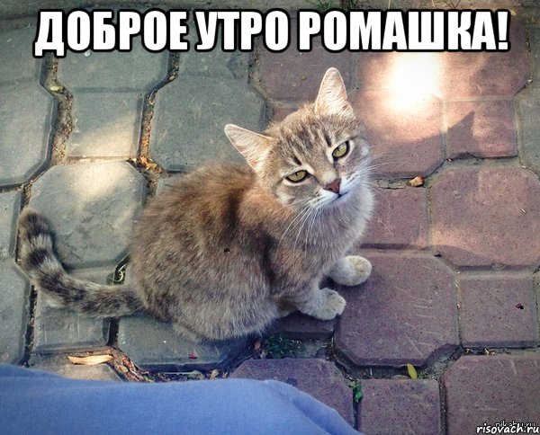 Доброе утро Ромашка! 