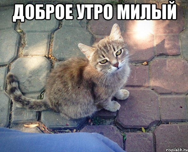 Доброе утро милый 
