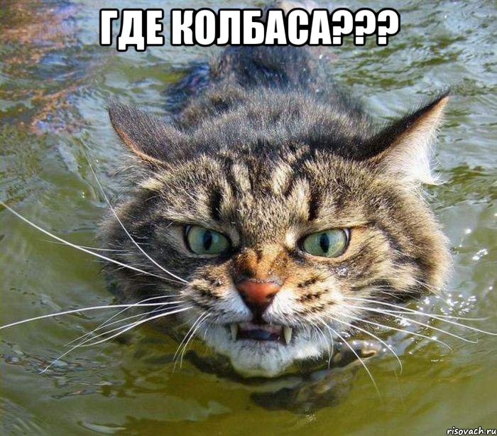 ГДЕ КОЛБАСА??? , Мем котэ