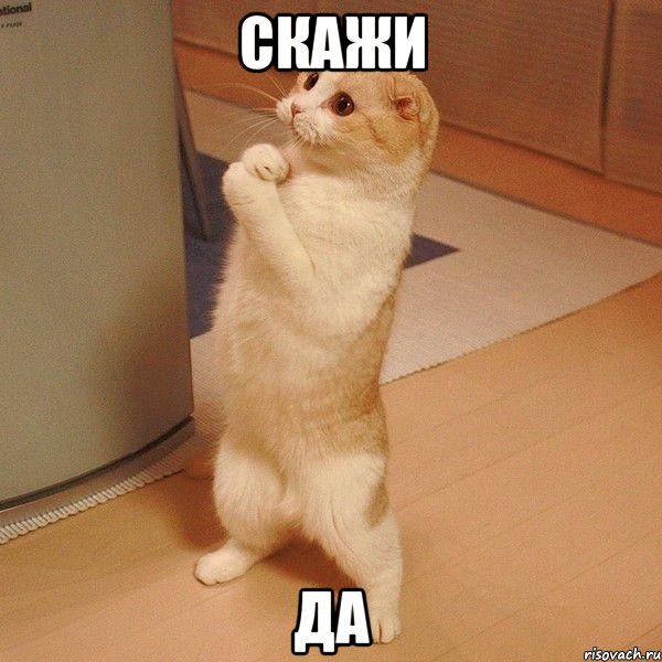 Скажи Да, Мем  котэ молится