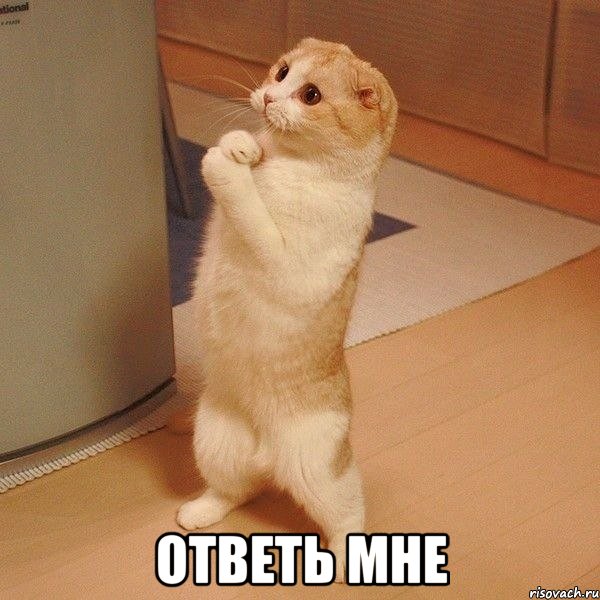  Ответь мне, Мем  котэ молится