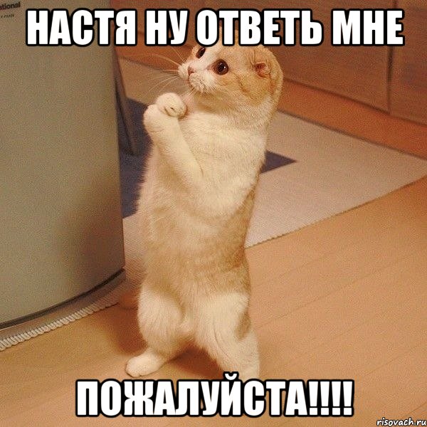 Настя ну ответь мне ПОЖАЛУЙСТА!!!!, Мем  котэ молится