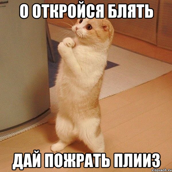 о откройся блять дай пожрать плииз, Мем  котэ молится