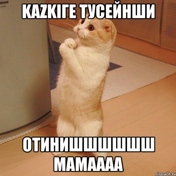 KAZKIге тусейнши отинишшшшшш мамаааа, Мем  котэ молится