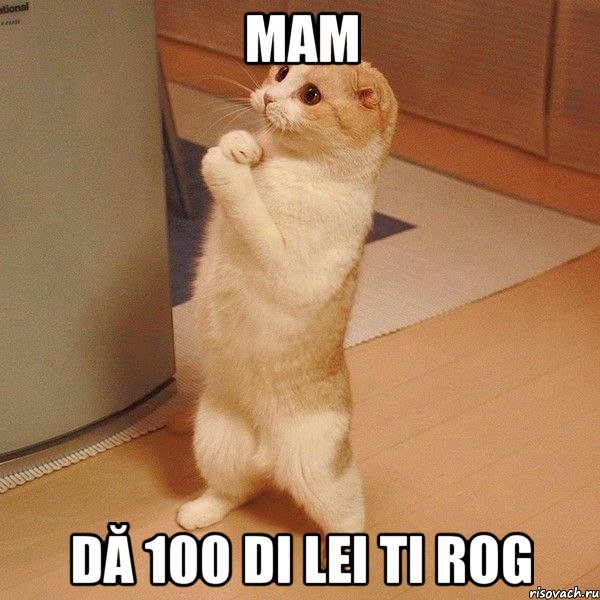 Mam dă 100 di lei ti rog, Мем  котэ молится