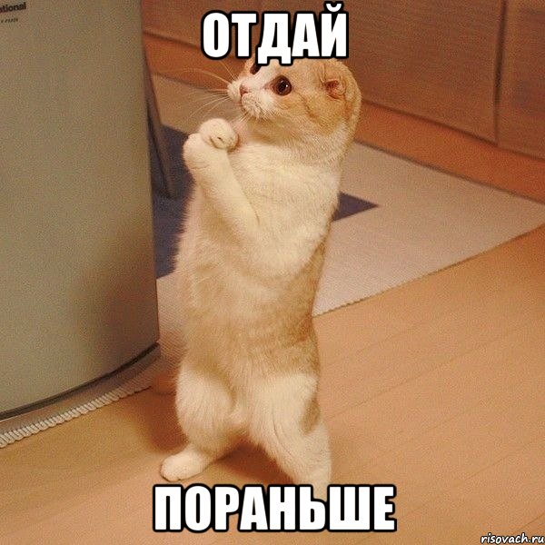 отдай пораньше, Мем  котэ молится