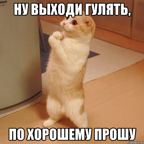 Ну выходи гулять, по хорошему прошу, Мем  котэ молится