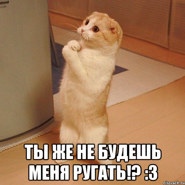  Ты же не будешь меня ругать!? :3, Мем  котэ молится