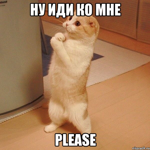 Ну иди ко мне Please, Мем  котэ молится