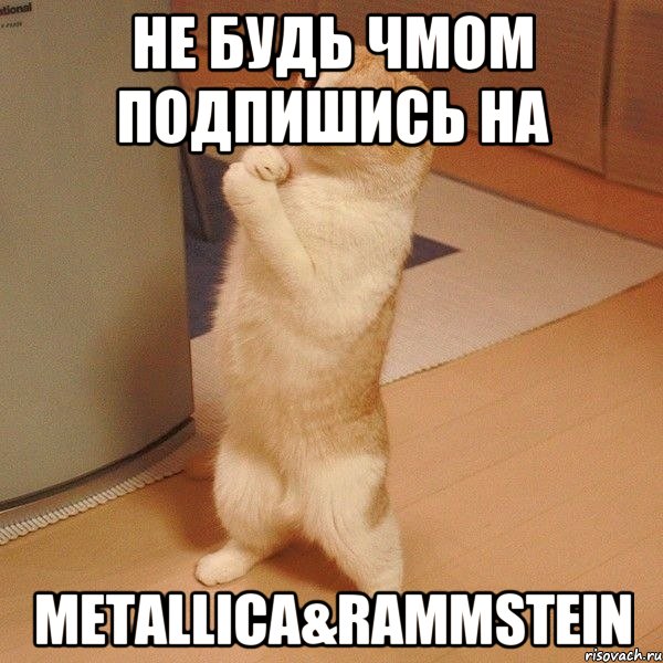 не будь чмом подпишись на metallica&rammstein, Мем  котэ молится