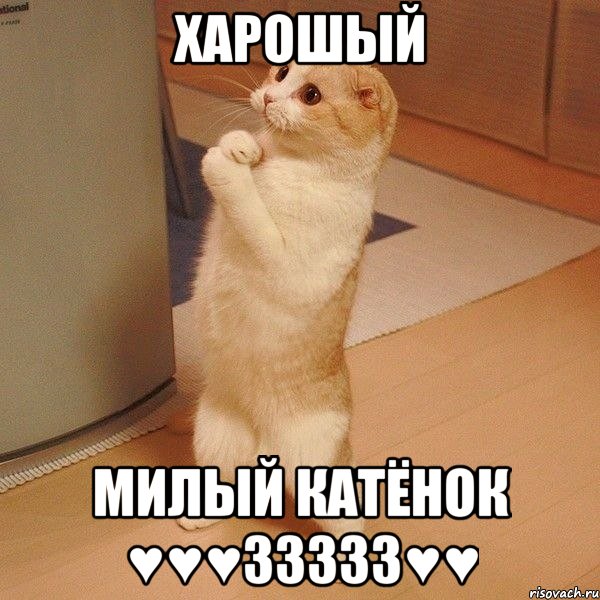 ХАРОШЫЙ МИЛЫЙ КАТЁНОК ♥♥♥33333♥♥, Мем  котэ молится