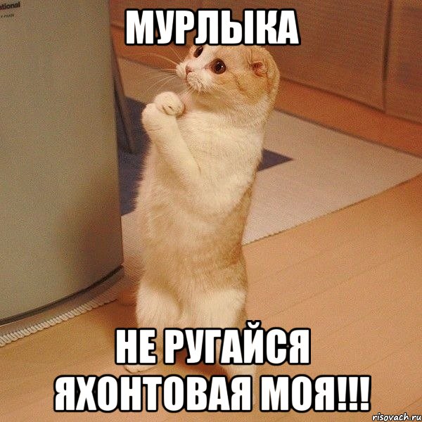 Мурлыка Не ругайся яхонтовая моя!!!, Мем  котэ молится