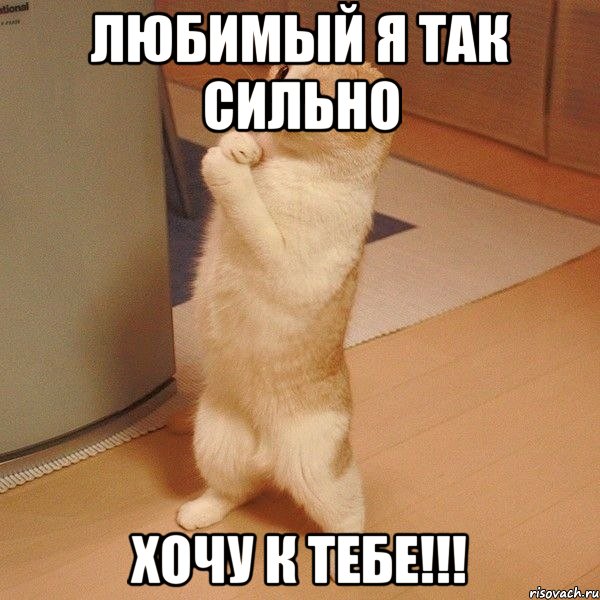 Любимый я так сильно хочу к тебе!!!, Мем  котэ молится