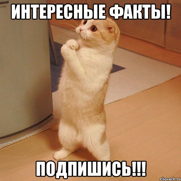 Интересные Факты! Подпишись!!!, Мем  котэ молится