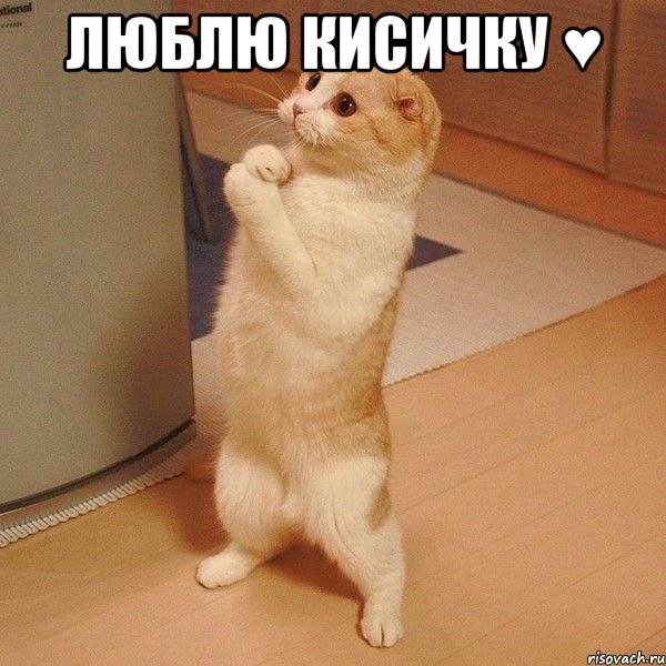 Люблю кисичку ♥ , Мем  котэ молится