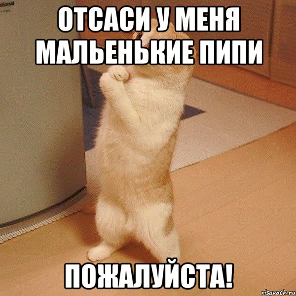 отсаси у меня мальенькие пипи Пожалуйста!, Мем  котэ молится