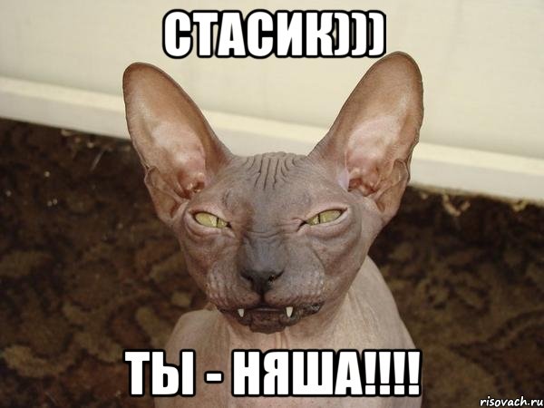 Стасик))) Ты - няша!!!!, Мем  Злой котик