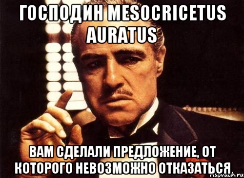 Господин Mesocricetus auratus Вам сделали предложение, от которого невозможно отказаться, Мем крестный отец