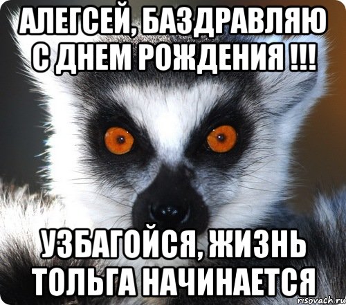 АЛЕГСЕЙ, БАЗДРАВЛЯЮ С ДНЕМ РОЖДЕНИЯ !!! УЗБАГОЙСЯ, ЖИЗНЬ ТОЛЬГА НАЧИНАЕТСЯ, Мем лемур