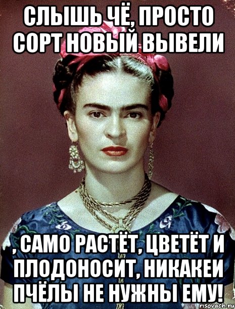 Слышь чё, просто сорт новый вывели , само растёт, цветёт и плодоносит, никакеи пчёлы не нужны ему!