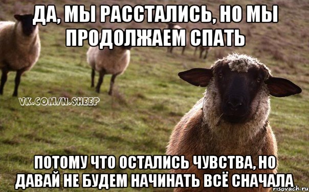 да, мы расстались, но мы продолжаем спать потому что остались чувства, но давай не будем начинать всё сначала, Мем  Наивная Овца