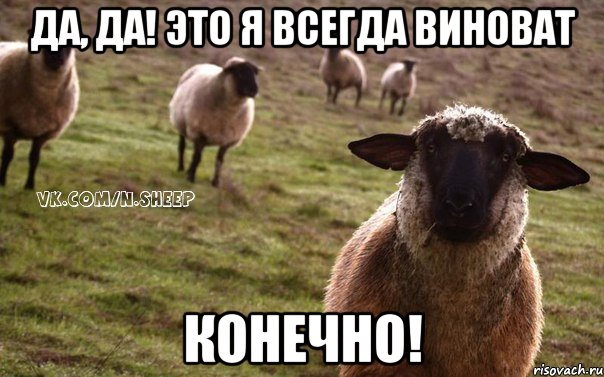 да, да! это я всегда виноват конечно!, Мем  Наивная Овца