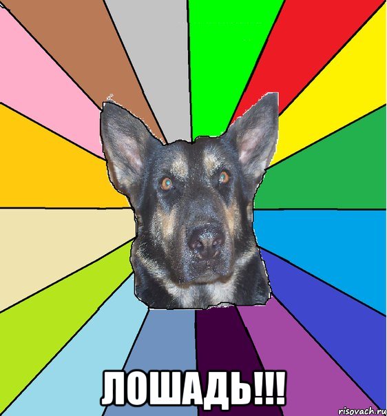  ЛОШАДЬ!!!, Мем Офигевшая собака