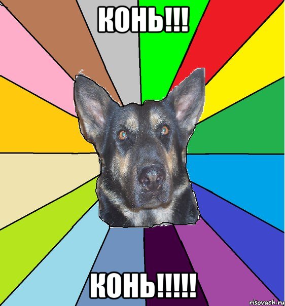 КОНЬ!!! КОНЬ!!!!!, Мем Офигевшая собака