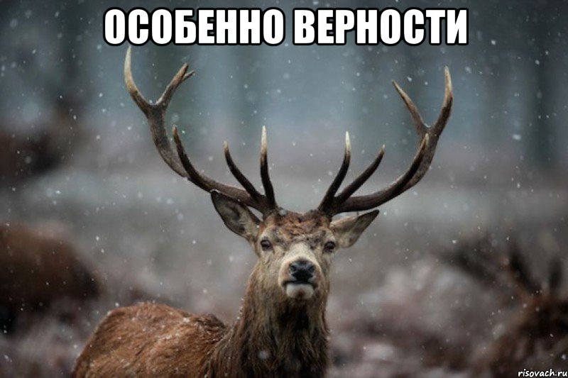 ОСОБЕННО ВЕРНОСТИ 