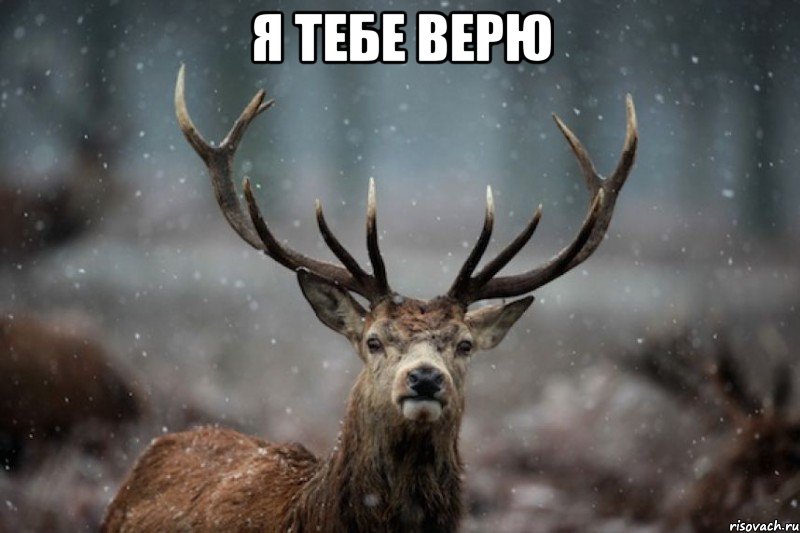 я тебе верю 