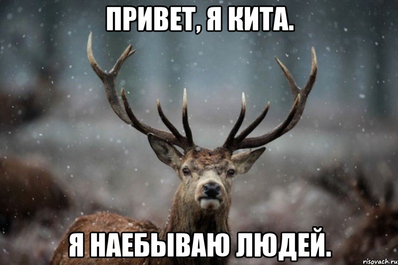 Привет, я Кита. Я наебываю людей.