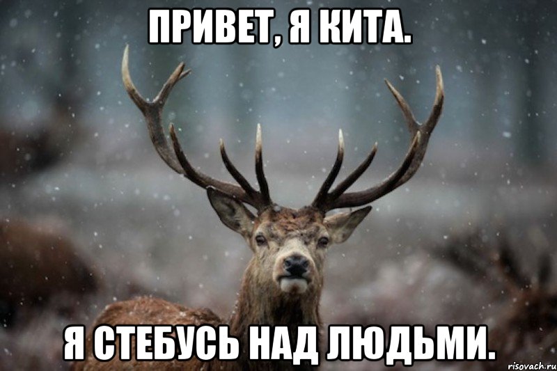 Привет, я Кита. Я стебусь над людьми.