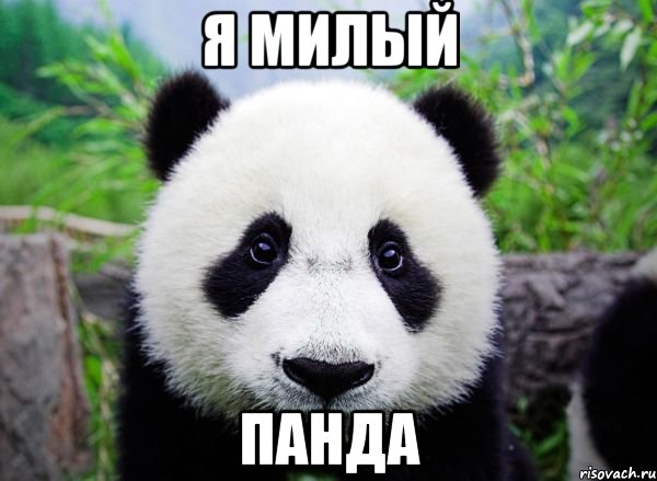 Ya Milyj Panda Mem Panda Risovach Ru