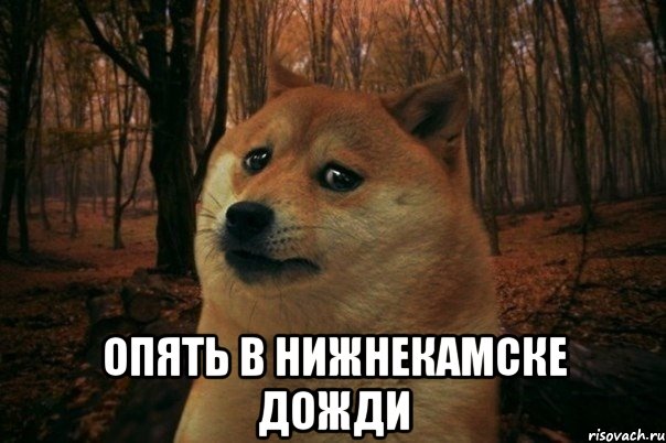  Опять в нижнекамске дожди, Мем SAD DOGE