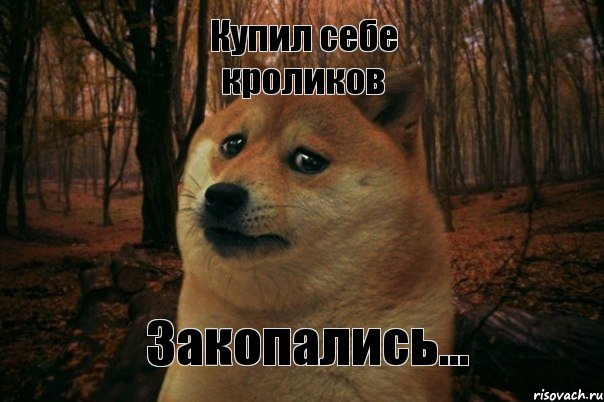 Купил себе кроликов Закопались..., Мем SAD DOGE