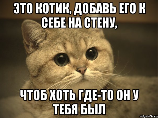 Это котик, добавь его к себе на стену, чтоб хоть где-то он у тебя был, Мем Пидрила ебаная котик