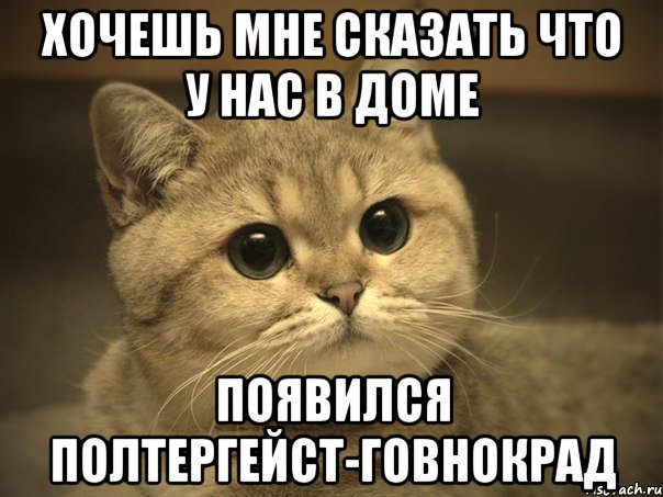 Хочешь мне сказать что у нас в доме появился полтергейст-говнокрад, Мем Пидрила ебаная котик