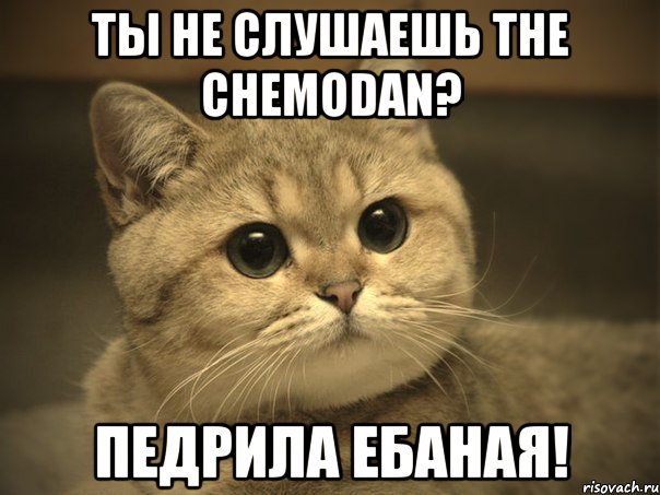 ТЫ не слушаешь the chemodan? педрила ебаная!, Мем Пидрила ебаная котик