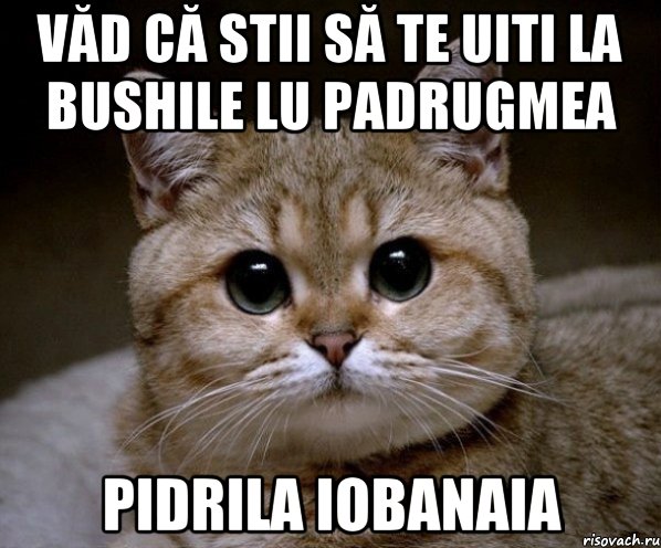 Văd că stii să te uiti la bushile lu padrugmea pidrila iobanaia, Мем Пидрила Ебаная