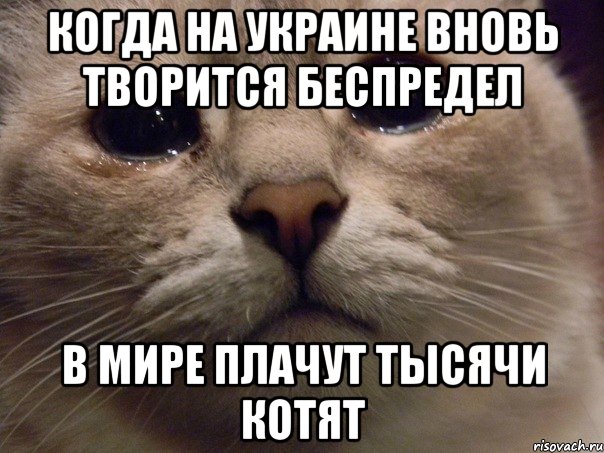 Когда на Украине вновь творится беспредел В мире плачут тысячи котят