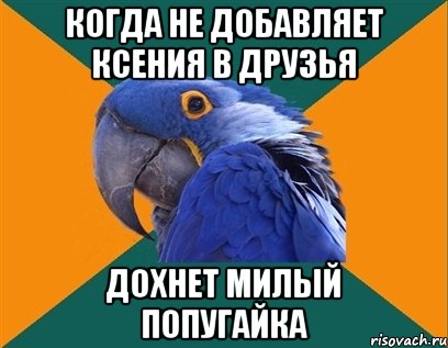 Когда не добавляет Ксения в друзья дохнет милый попугайка, Мем Попугай параноик